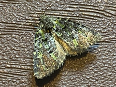 Paramiana smaragdina