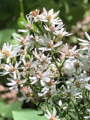 Symphyotrichum urophyllum