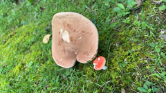 Gyroporus castaneus