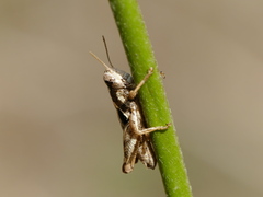 Pezotettix giornae