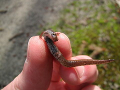 Hemidactylium scutatum