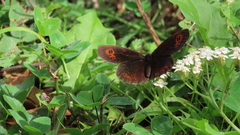 Erebia