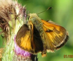 Ochlodes sylvanoides