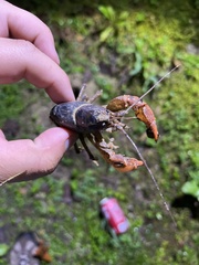 Cambarus dubius