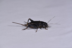 Phonarellus ritsemae