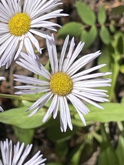 Erigeron glacialis