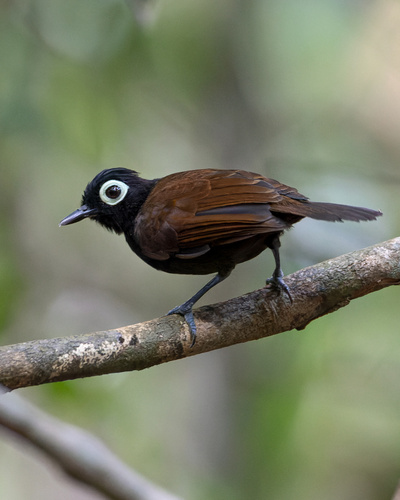 Bare-eyed Antbird (Rhegmatorhina gymnops)