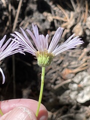 Erigeron glacialis