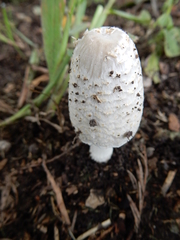 Coprinopsis variegata