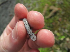 Hemidactylium scutatum