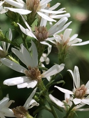 Symphyotrichum urophyllum