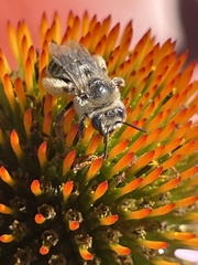 Melissodes druriellus