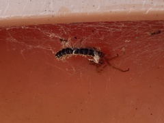 Myriapoda