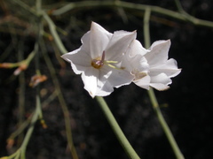 Convolvulus scoparius