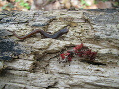 Hemidactylium scutatum