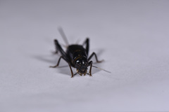 Phonarellus ritsemae