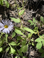 Erigeron glacialis