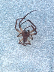 Larinioides patagiatus