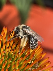 Melissodes druriellus