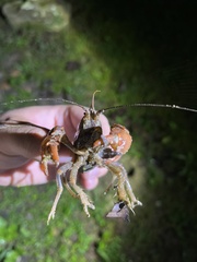 Cambarus dubius