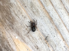 Amaurobius