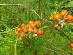 Solanum jamaicense