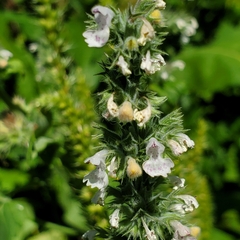 Nepeta cataria