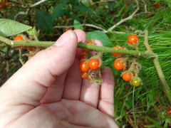 Solanum jamaicense