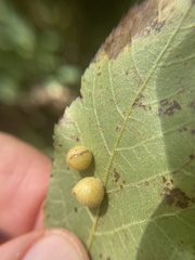 Caryomyia