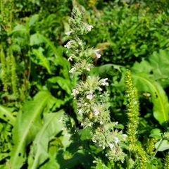 Nepeta cataria
