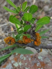 Jatropha dioica