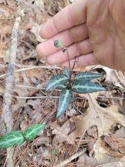 Chimaphila maculata