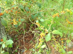 Solanum jamaicense