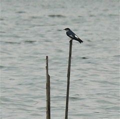 Tachycineta albiventer