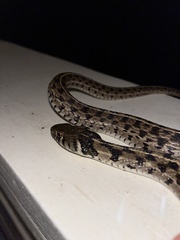 Thamnophis marcianus