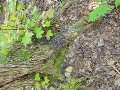 Peltigera praetextata