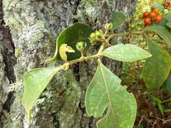 Solanum jamaicense