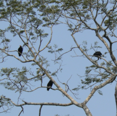 Cathartes melambrotus