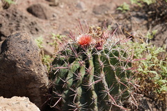Ferocactus peninsulae