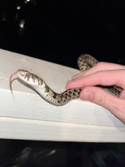 Thamnophis marcianus