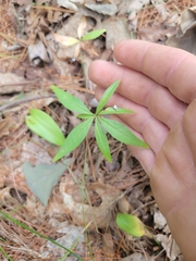 Lysimachia borealis
