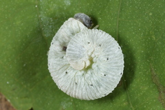 Aglaostigma nebulosum