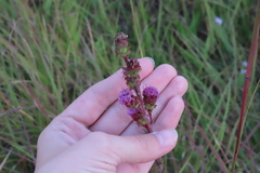 Liatris ligulistylis