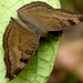 Chocolate Pansy - Photo (c) jeevan jose, some rights reserved (CC BY-NC-SA)