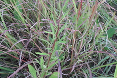 Liatris ligulistylis