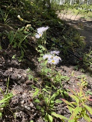 Erigeron glacialis