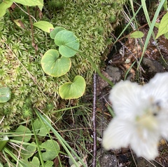 Parnassia asarifolia