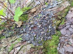Peltigera praetextata