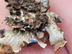 Peltigera praetextata