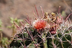 Ferocactus peninsulae